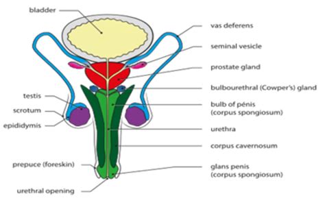 glande skene|Exploring the Female Prostate: Skenes Glands Unveiled